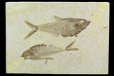 Two Fossil Fish (Diplomystus) - Green River Formation #122669-1